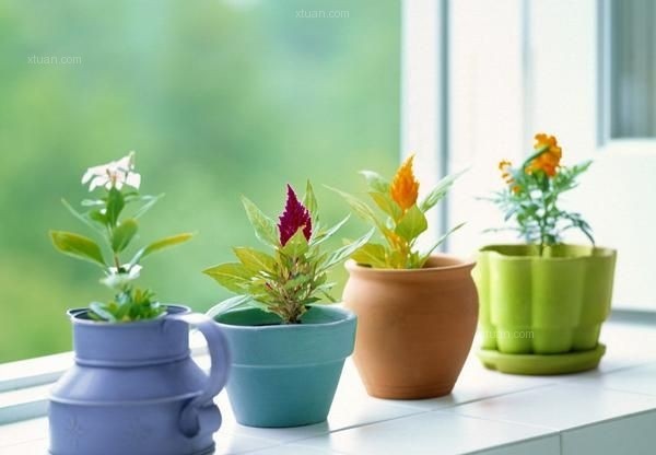 【美之家裝飾】在家種綠植的新選擇，15種香草植物隨你選。
