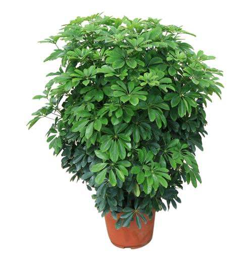 鴨腳木.jpg